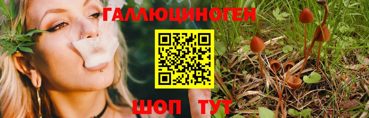 Псилоцибиновые грибы GOLDEN TEACHER  Вход с VPN  Галлюциногенные грибы Psilocybine cubensis  Можайск 